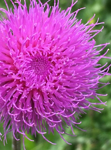 PCHÁČ RŮZNOLISTÝ (Cirsium heterophyllum) FOTO: Marta Knauerová