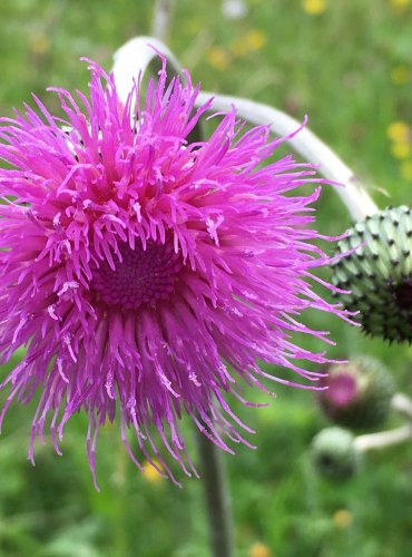 PCHÁČ RŮZNOLISTÝ (Cirsium heterophyllum) FOTO: Marta Knauerová