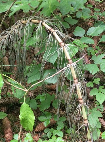 PŘESLIČKA NEJVĚTŠÍ (Equisetum telmateia) FOTO: Marta Knauerová