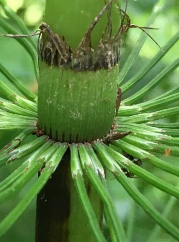 PŘESLIČKA NEJVĚTŠÍ (Equisetum telmateia) FOTO: Marta Knauerová