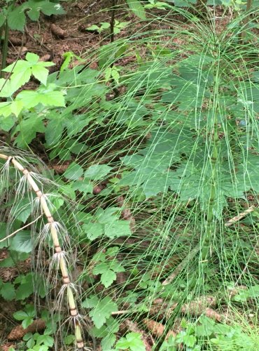 PŘESLIČKA NEJVĚTŠÍ (Equisetum telmateia) FOTO: Marta Knauerová