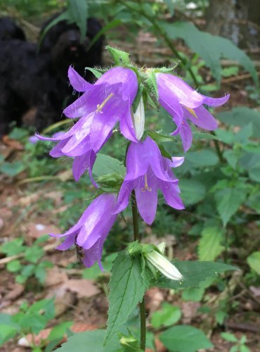 ZVONEK KOPŘIVOLISTÝ (Campanula trachelium) FOTO: Marta Knauerová