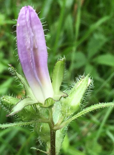 ZVONEK KOPŘIVOLISTÝ (Campanula trachelium) FOTO: Marta Knauerová