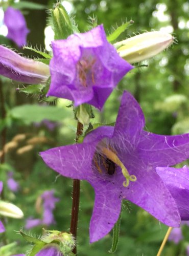 ZVONEK KOPŘIVOLISTÝ (Campanula trachelium) FOTO: Marta Knauerová