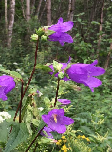 ZVONEK KOPŘIVOLISTÝ (Campanula trachelium) FOTO: Marta Knauerová