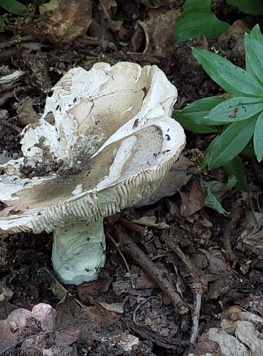 HOLUBINKA DOUPŇÁKOVÁ (Russula grisea) FOTO: Marta Knauerová, 2022