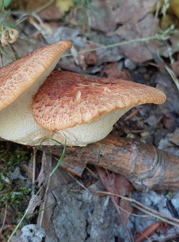 CHOROŠ ŠTĚTIČKATÝ (Polyporus tuberaster) FOTO: Marta Knauerová, 2022