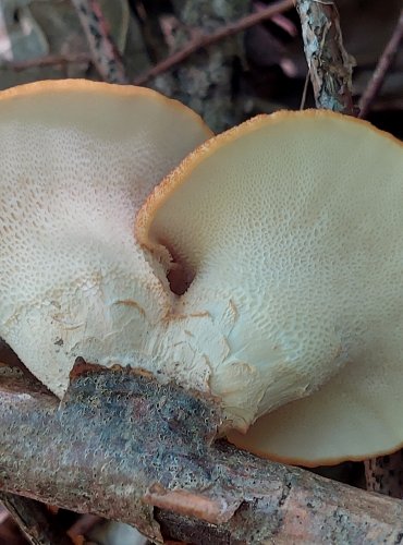 CHOROŠ ŠTĚTIČKATÝ (Polyporus tuberaster) FOTO: Marta Knauerová, 2022