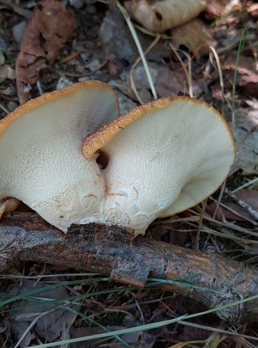 CHOROŠ ŠTĚTIČKATÝ (Polyporus tuberaster) FOTO: Marta Knauerová, 2022