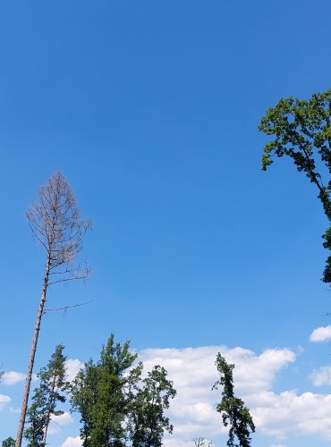 LESNÍ VYKŘIČNÍK – FOTO: Marta Knauerová, 2022