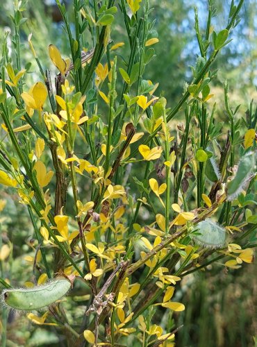 JANOVEC METLATÝ (Cytisus scoparius) FOTO: Marta Knauerová