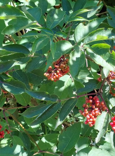 BEZ HROZNATÝ (Sambucus racemosa) ZRAJÍCÍ PLODY (KULOVITÉ PECKOVICE) – FOTO: Marta Knauerová, 2022

