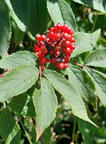 BEZ HROZNATÝ (Sambucus racemosa) ZRAJÍCÍ PLODY (KULOVITÉ PECKOVICE) – FOTO: Marta Knauerová, 2022

