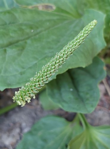 JITROCEL VĚTŠÍ (Plantago major) FOTO: Marta Knauerová, 2022