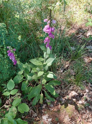 NÁPRSTNÍK ČERVENÝ (Digitalis purpurea) FOTO: Marta Knauerová, 2022