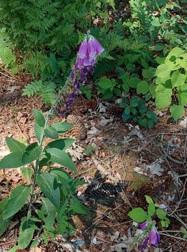 NÁPRSTNÍK ČERVENÝ (Digitalis purpurea) FOTO: Marta Knauerová, 2022