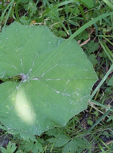 PODBĚL LÉKAŘSKÝ (Tussilago farfara) LISTY PO ODKVĚTU – FOTO: Marta Knauerová, 2022