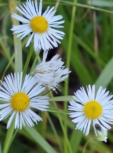 TURAN ROČNÍ (Erigeron annuus) FOTO: Marta Knauerová, 2022