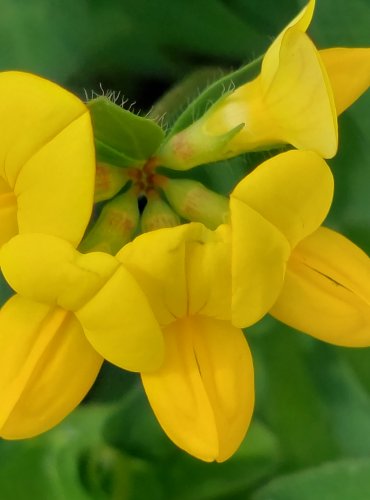 ŠTÍROVNÍK RŮŽKATÝ (Lotus corniculatus) FOTO: Marta Knauerová