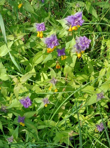 ČERNÝŠ HAJNÍ (Melampyrum nemorosum) FOTO: Marta Knauerová