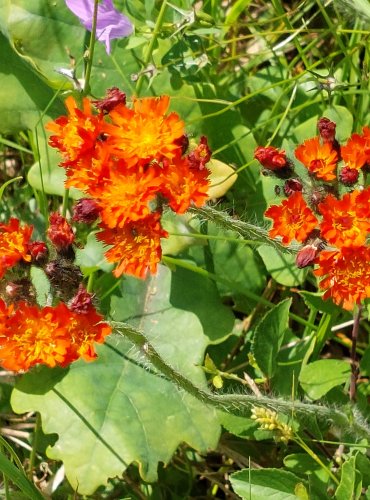 CHLUPÁČEK ORANŽOVÝ (Pilosella aurantiaca) FOTO: Marta Knauerová