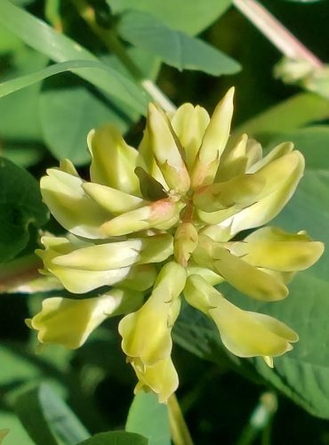 KOZINEC SLADKOLISTÝ (Astragalus glycyphylos) FOTO: Marta Knauerová, 2022