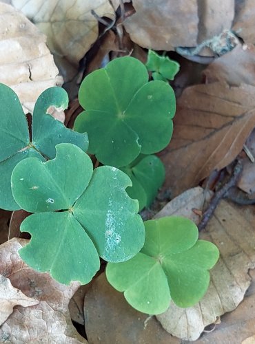 ŠŤAVEL KYSELÝ (Oxalis acetosella) FOTO: Marta Knauerová, 2022