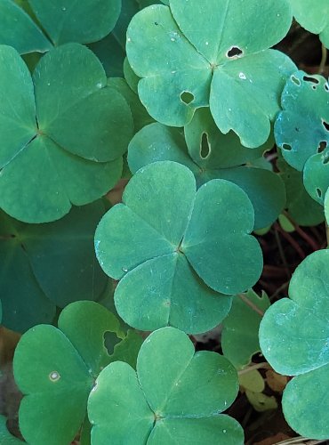 ŠŤAVEL KYSELÝ (Oxalis acetosella) FOTO: Marta Knauerová, 2022