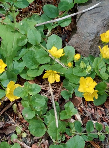 VRBINA PENÍZKOVÁ (Lysimachia nummularia) FOTO: Marta Knauerová, 2022