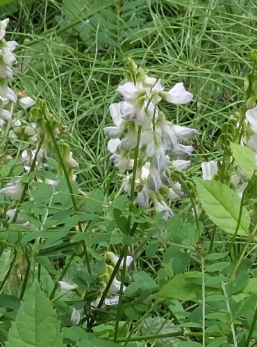 VIKEV LESNÍ (Vicia sylvatica) FOTO: Marta Knauerová, 2022