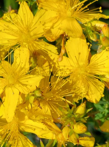 TŘEZALKA TEČKOVANÁ (Hypericum perforatum) FOTO: Marta Knauerová, 2022