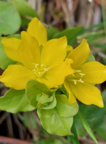 VRBINA PENÍZKOVÁ (Lysimachia nummularia) FOTO: Marta Knauerová