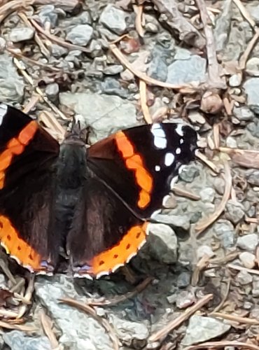 BABOČKA ADMIRÁL (Vanessa atalanta) FOTO: Marta Knauerová, 2022