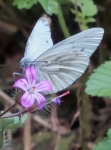 BĚLÁSEK ZELNÝ (Pieris brassicae) FOTO: Marta Knauerová, 2022