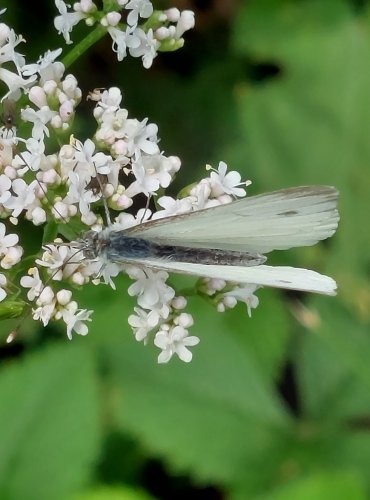 BĚLÁSEK ZELNÝ (Pieris brassicae) FOTO: Marta Knauerová, 2022