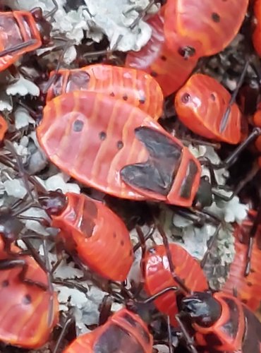 RUMĚNICE POSPOLNÁ (Pyrrhocoris apterus) FOTO: Marta Knauerová, 2022