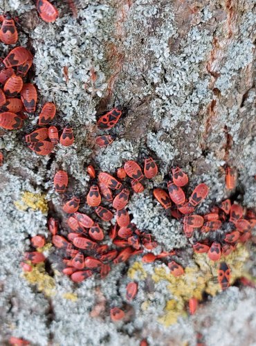 RUMĚNICE POSPOLNÁ (Pyrrhocoris apterus) FOTO: Marta Knauerová, 2022