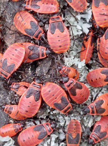 RUMĚNICE POSPOLNÁ (Pyrrhocoris apterus) FOTO: Marta Knauerová, 2022