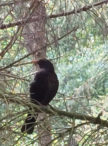 KOS ČERNÝ (Turdus merula) FOTO: Marta Knauerová, 2022