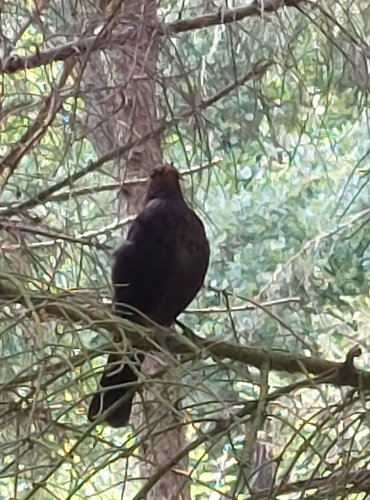 KOS ČERNÝ (Turdus merula) FOTO: Marta Knauerová, 2022