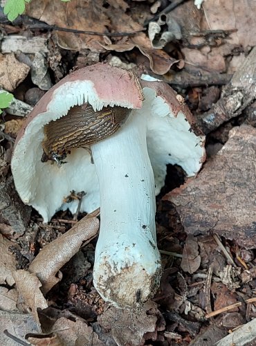 HOLUBINKA (Russula spp.) bez bližšího určení – FOTO: Marta Knauerová, 2022