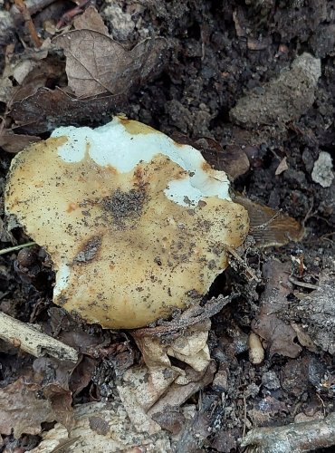 HOLUBINKA (Russula spp.) bez bližšího určení – FOTO: Marta Knauerová, 2022