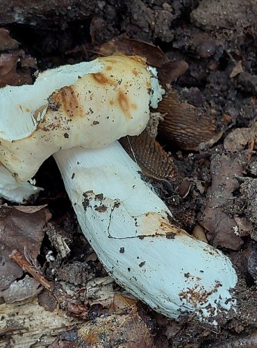 HOLUBINKA (Russula spp.) bez bližšího určení – FOTO: Marta Knauerová, 2022