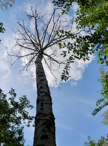 LESNÍ VYKŘIČNÍK – FOTO: Marta Knauerová, 2022