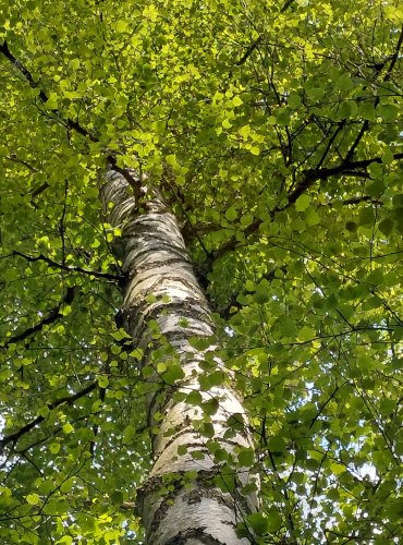 BŘÍZA BĚLOKORÁ (Betula pendula) FOTO: Marta Knauerová, 2022