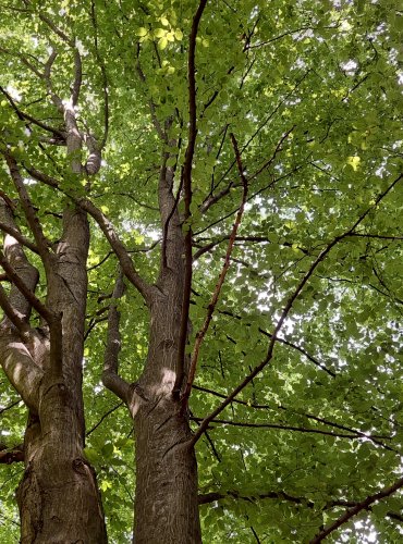 HABR OBECNÝ (Carpinus betulus) FOTO: Marta Knauerová, 2022