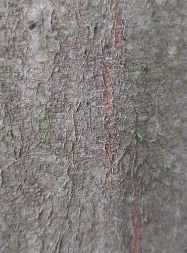 KŮRA HABRU OBECNÉHO (Carpinus betulus) FOTO: Marta Knauerová, 2022