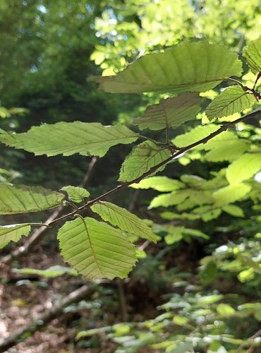 HABR OBECNÝ (Carpinus betulus) FOTO: Marta Knauerová, 2022