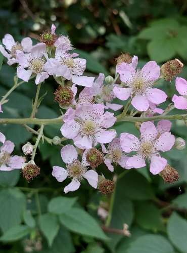 OSTRUŽINÍK (Rubus spp.) bez bližšího určení – FOTO: Marta Knauerová, 2022