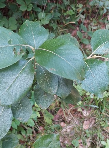 VRBA JÍVA (Salix caprea) FOTO: Marta Knauerová, 2022